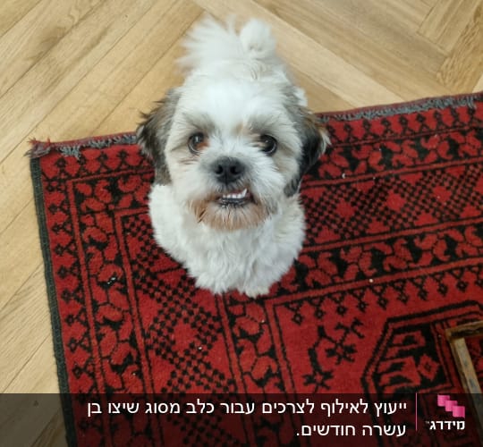 כלב קטן עומד על שטיח אדום ומביט למעלה
